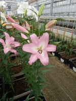 [5199 Livingston VH No01.JPG]